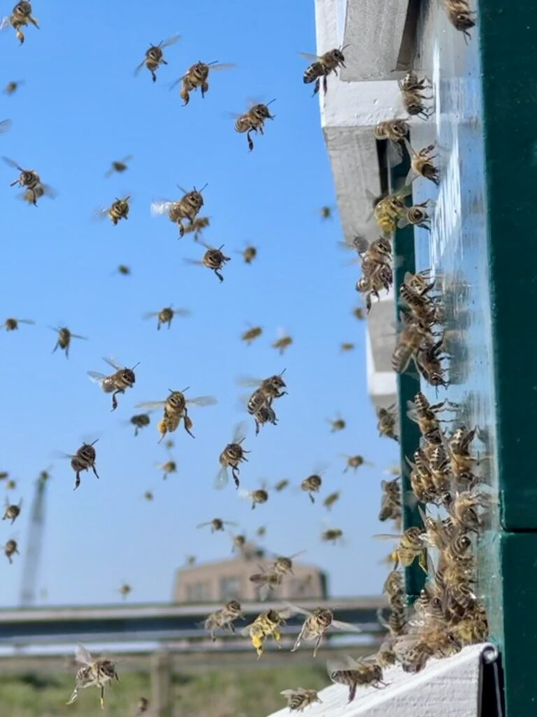 Bijenvolk in de lucht tijdens een mooie dag
