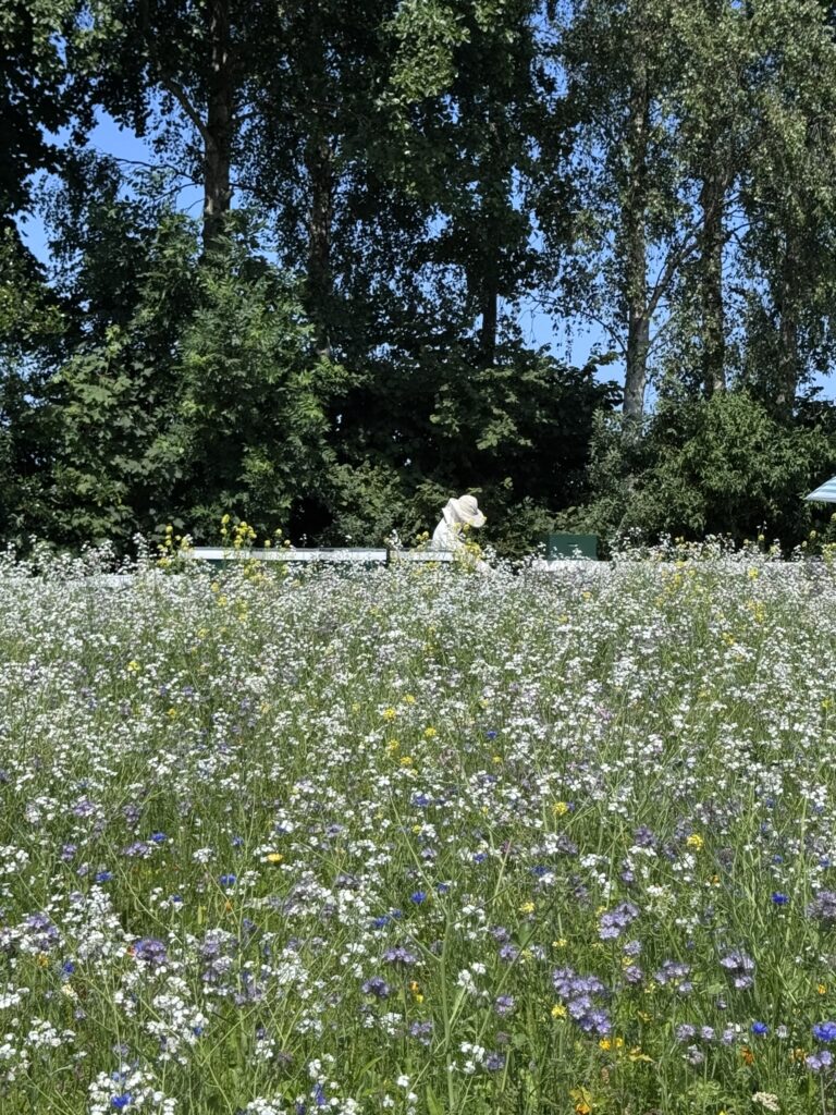 Bijenkasten in een bloeiend bloemenvald met imker op de achtergrond