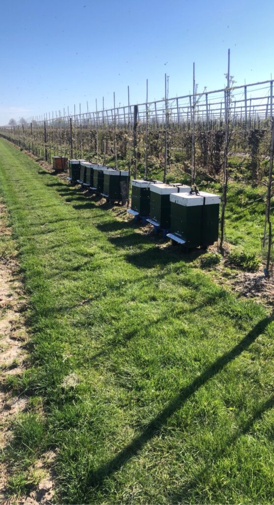 Carnica-bijenvoken geplaatst in boomgaard voor bestuiving