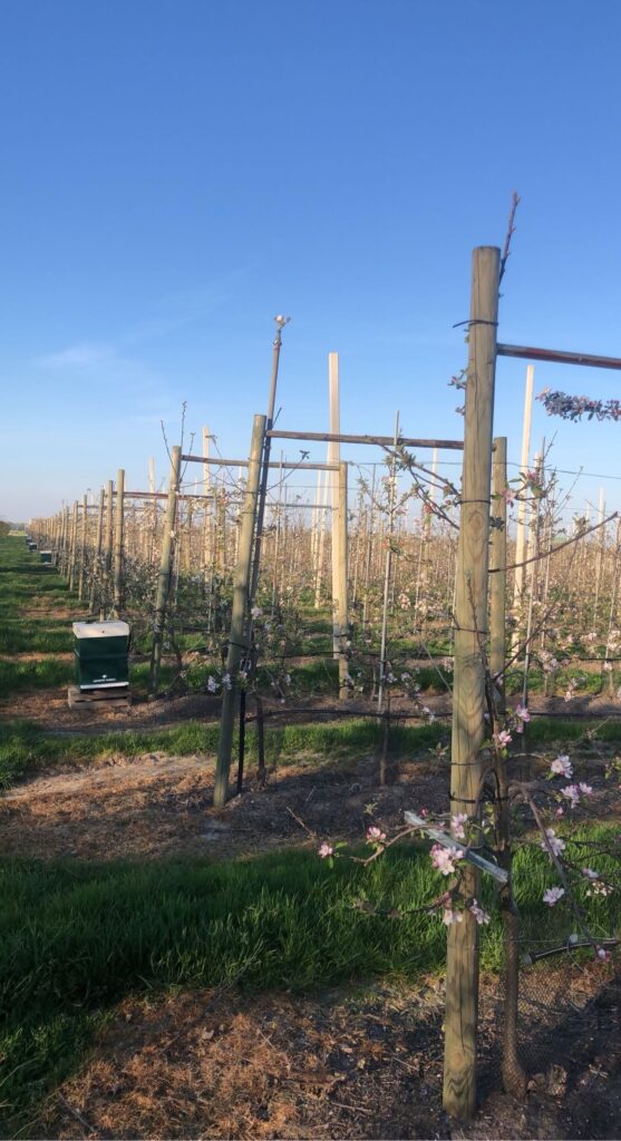 Bijenvolken ingezet in fruitteelt voor bestuiving