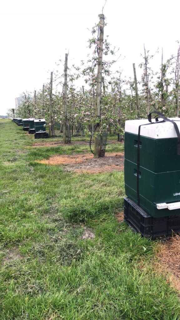 Bijenkasten in fruitteelt voor optimale kruisbestuiving