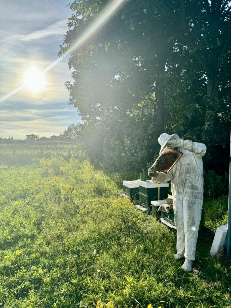 Imker werkt aan bijenkasten in veld met groene begroeiing en open landschap